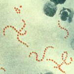 人食いバクテリア